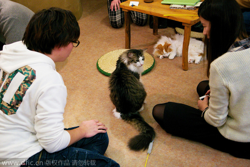 Cat cafe in Tokyo