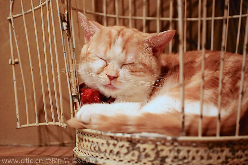 Cat cafe in Tokyo