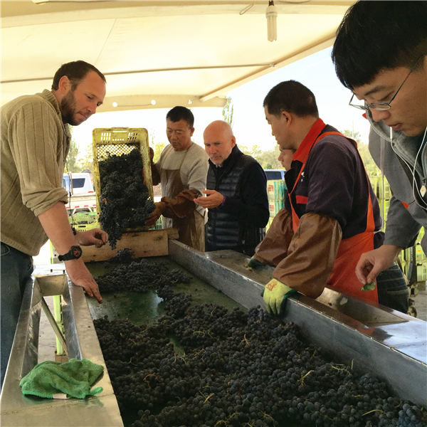 Diary of a Ningxia wine harvest