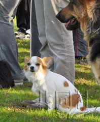 日本吉娃娃警犬明年上崗 將參加災(zāi)害搜救行動(dòng)