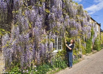 英國一人家紫藤花盛開 如“紫色瀑布”覆蓋整個房屋