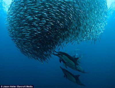 美攝影師拍得罕見海洋掠食圖 海豚鯊魚等圍攻沙丁魚群