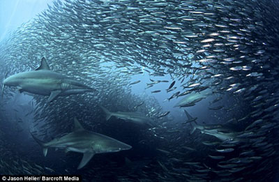 美攝影師拍得罕見海洋掠食圖 海豚鯊魚等圍攻沙丁魚群