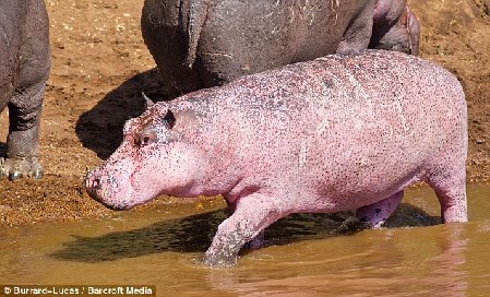 英國(guó)攝影師非洲邂逅粉色河馬 可能患輕度白化病