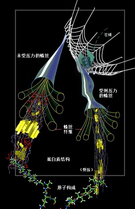 蛛網(wǎng)為何強于“鋼網(wǎng)”？蛛絲內(nèi)部結(jié)構(gòu)能隨壓力變化