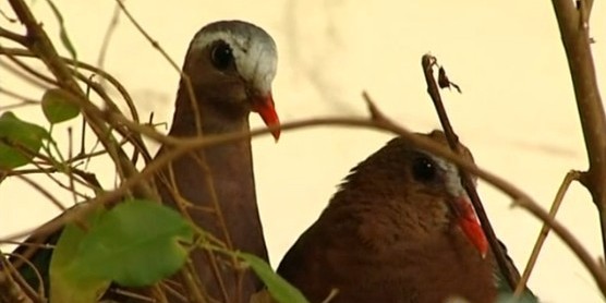 鳥類各種叫聲啥意思？英國鳥類專家微博開講