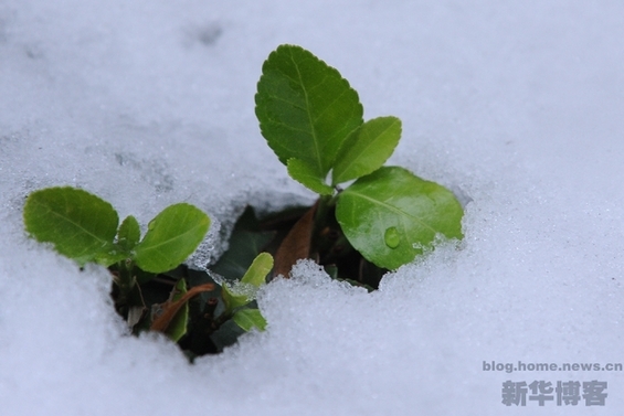 北京初雪 秋風(fēng)染黃銀杏