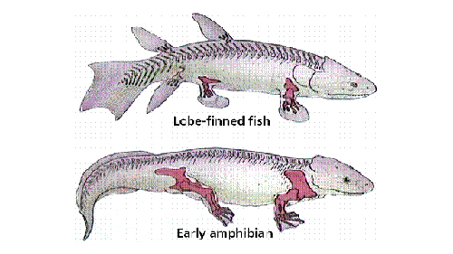 科學(xué)家引入新基因化魚(yú)鰭為“腿” 有望再現(xiàn)進(jìn)化過(guò)程