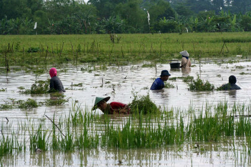 印尼強降雨引發(fā)洪水 至少5人遇難