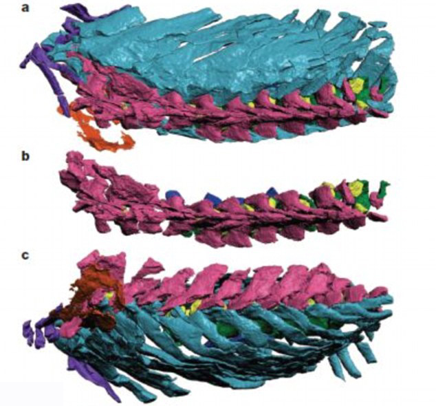 3D圖像揭秘古老脊椎動(dòng)物骨架結(jié)構(gòu) 或顛覆傳統(tǒng)理論