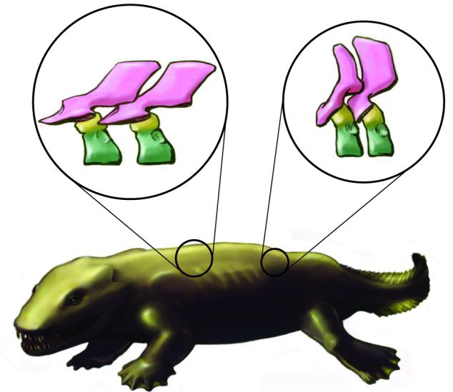 3D圖像揭秘古老脊椎動(dòng)物骨架結(jié)構(gòu) 或顛覆傳統(tǒng)理論