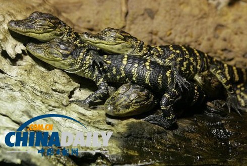 澳大利亞一動物園失竊 短吻鱷等“無價之寶”被盜