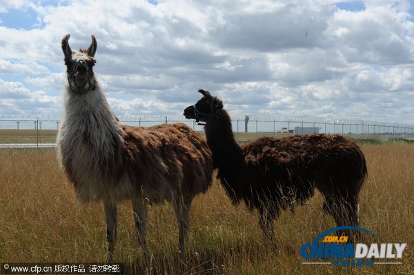 芝加哥機場引進數十只山羊等動物應對百畝過密灌叢植