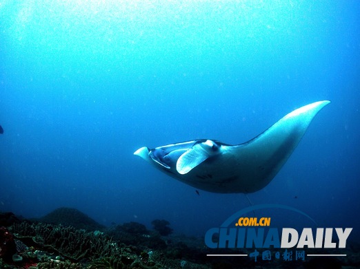 玩在印尼：巴厘島潛水傻瓜指南（組圖）