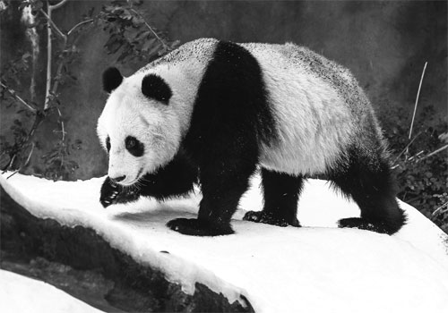 Pandas delighted by 'snow day'