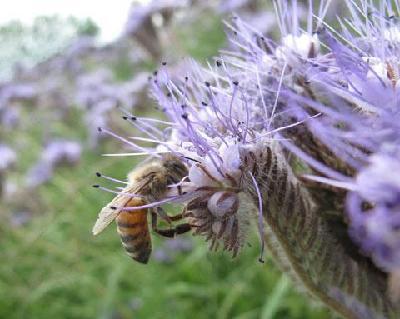 New findings about loss of bees