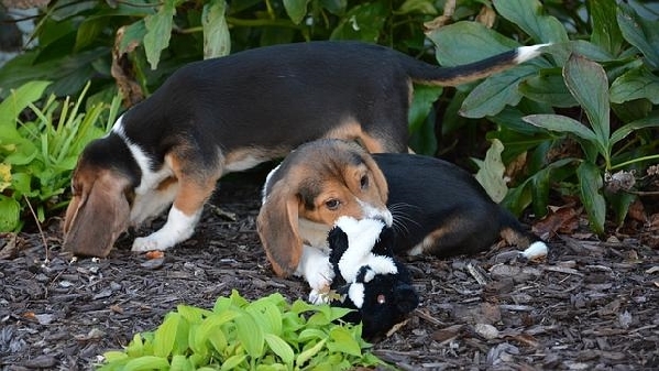 Test Tube Pups May Help Rescue Endangered Species