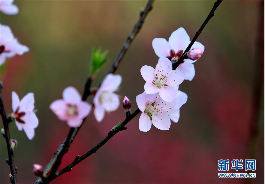 又到一年踏青時(shí) 花間春色惹人醉（組圖）