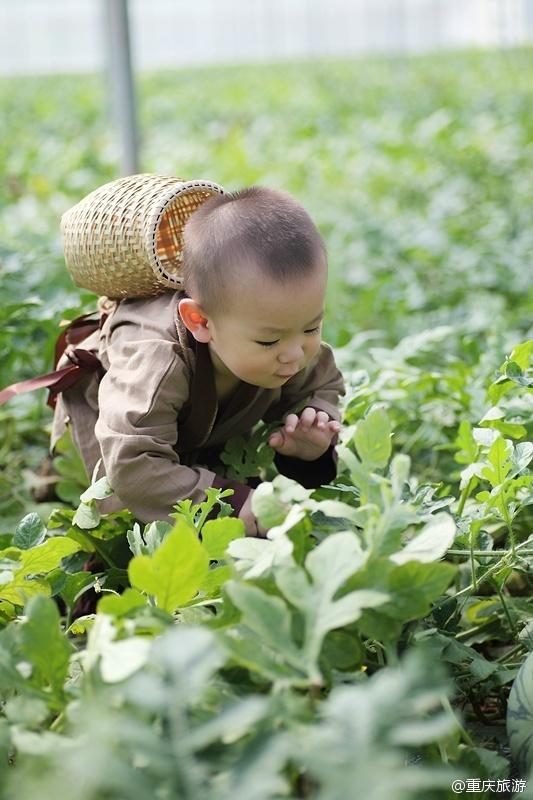 2歲萌娃吆喝自家西瓜 這個“瓜娃子”要火?。ńM圖）