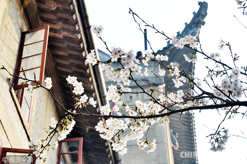 三月粉色櫻花季 國(guó)內(nèi)賞櫻勝地滿足你的少女心（組圖）