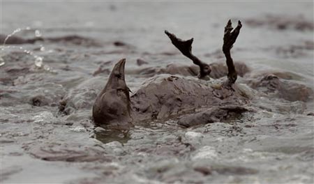 墨西哥灣漏油致海洋生物大逃亡