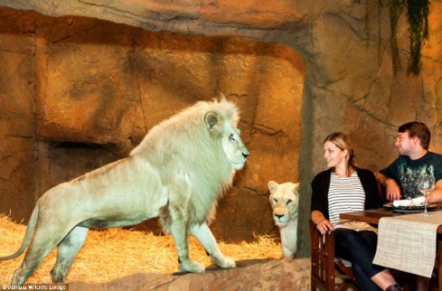 旅館？動物園？這是澳大利亞加馬拉野生動物旅館！