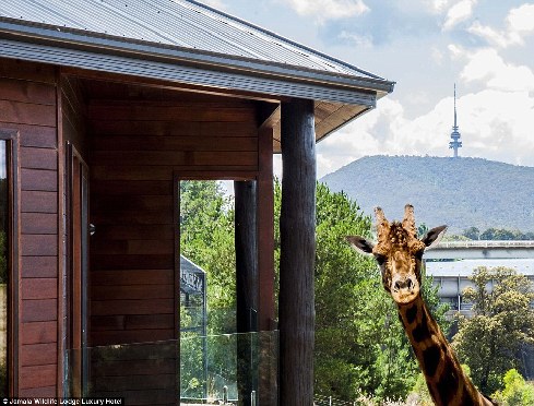 旅館？動物園？這是澳大利亞加馬拉野生動物旅館！