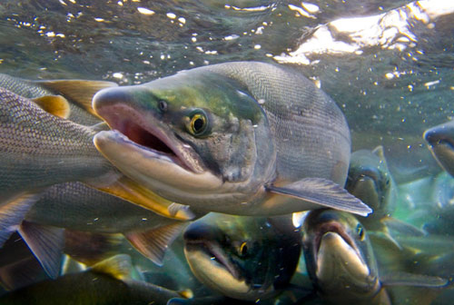 逆人流而行的“地鐵三文魚(yú)”