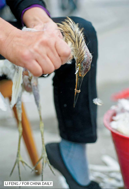 Death flight for birds on night of the hunter