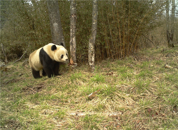 New wireless eyes on pandas in the wild