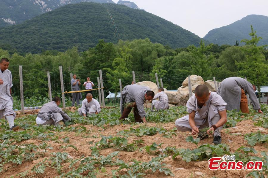 Harvest time for kung fu masters