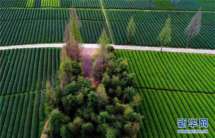 Tea ready for harvest in Wuyishan city