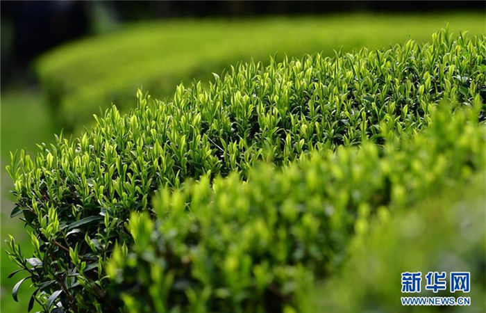 Tea ready for harvest in Wuyishan city