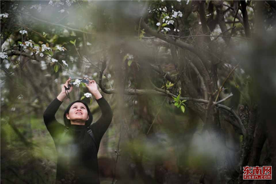 In pics: fully-bloomed pear blossoms in rural Quanzhou