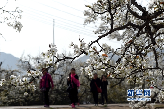 Pear blossoms not to be missed in Gansu