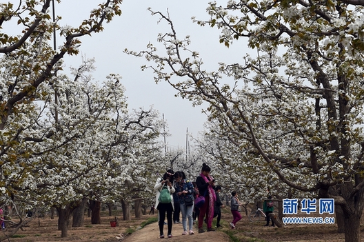 Pear blossoms not to be missed in Gansu