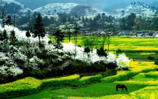 Guizhou's top tea culture tour routes