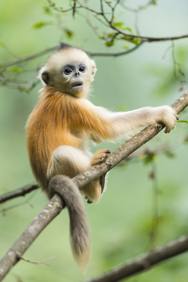 An ecological photographer’s works on golden snub-nosed monkeys