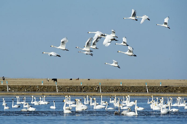 Swans sweep across Hexigten Banner