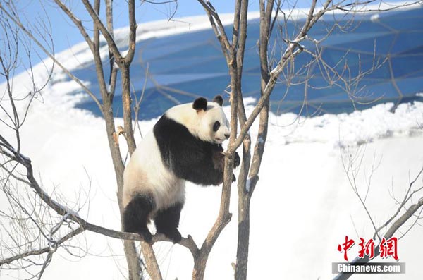 Pandas spending their first winter in cold NE China