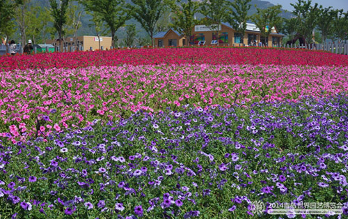 Flower Avenue in Qingdao Expo