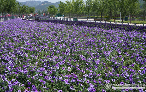 Flower Avenue in Qingdao Expo