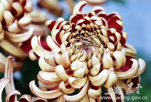 Chrysanthemum exhibition in Jiading