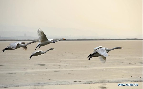 Swans from Siberia spend winter in China's Shanxi