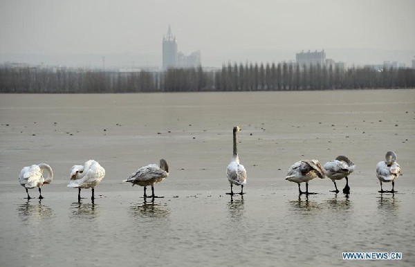 Swans from Siberia spend winter in China's Shanxi