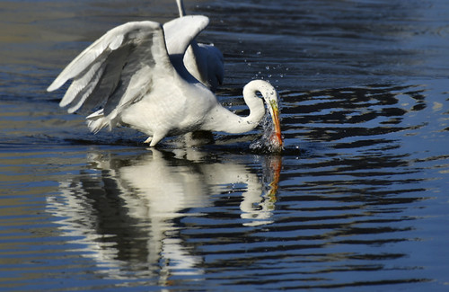 Birds flock to Taiyuan Fenhe Wetland Park