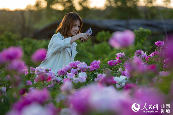 Pinglu residents benefit from peony planting