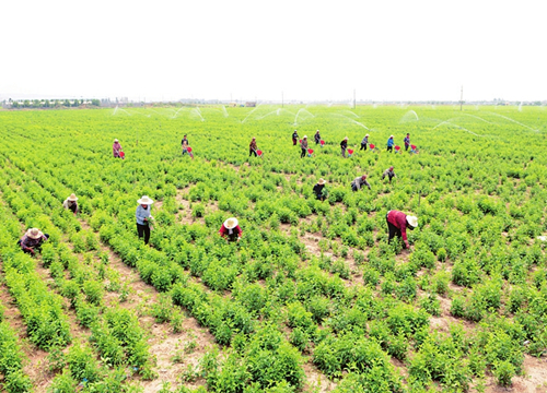 TCM planting booms in Hejin county