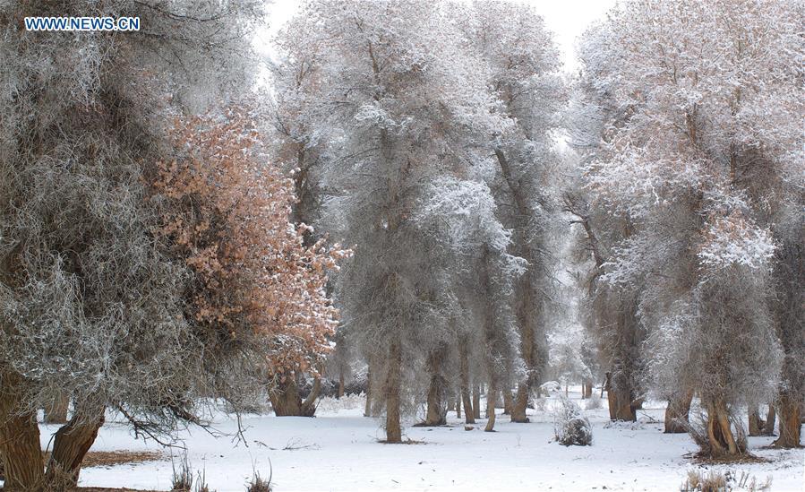 Rime scenery of forest of populus euphratica in Xinjiang