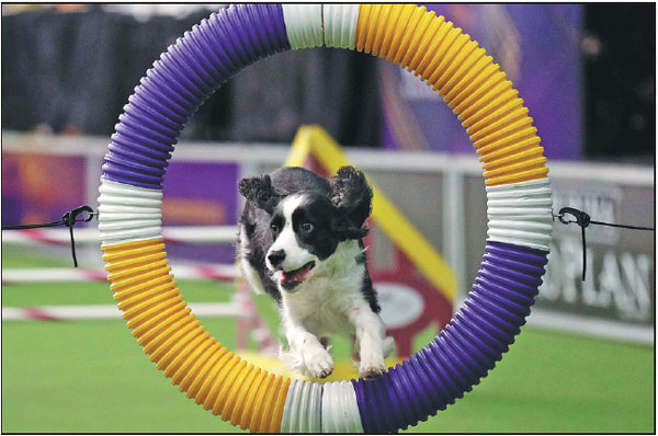 Cats at Westminster dog show gives paws for thought on social media